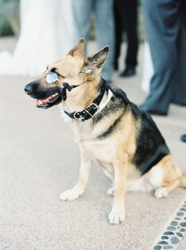 Tips to incorporate pets in your wedding